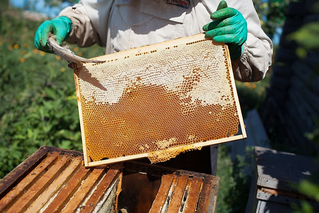 Когда собирают мед. Пасечник на пасеке. Пчелы пасека. Сбор меда. Сбор меда пчелами.