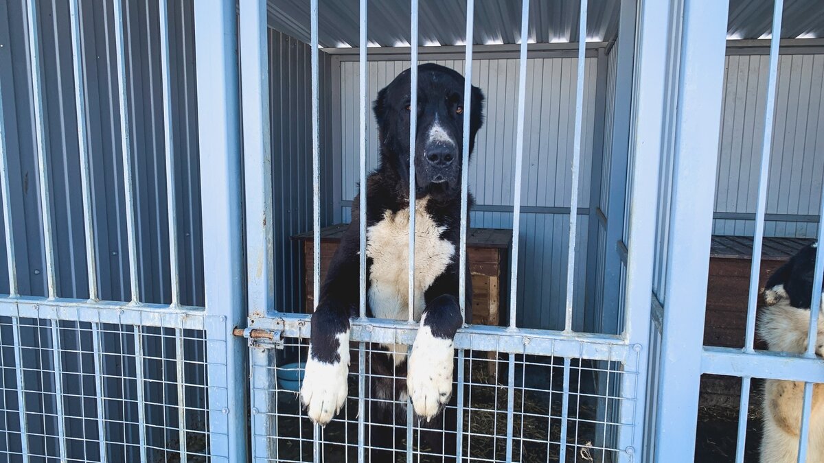     Закон о самовыгуле животных запрещает без серьезного основания усыплять питомцев, но зоозащитники считают, что это может привести к негативным последствиям и росту числа бездомных животных из-за финансовых трудностей хозяев.