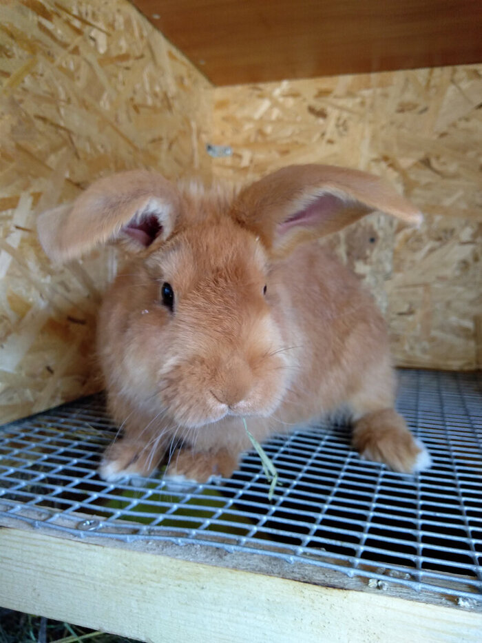 Кролик бонза картинка