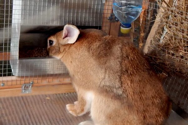 Бункерные кормушки для кроликов своими руками — Племенные кролики из Европы