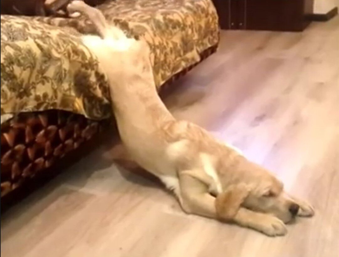 Если собака привыкла спать с Вами в одной постели и Вам необходимо отучить ее от этой привычки, самое главное - это терпение