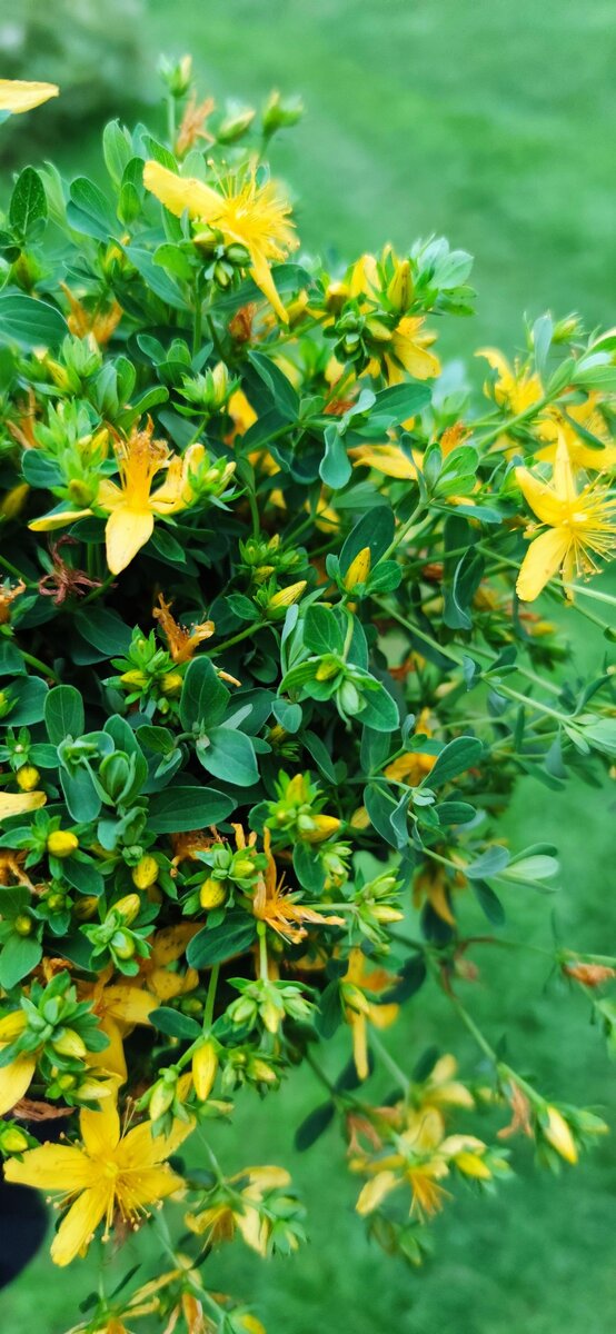 1. Зверобой. Наверняка знакомое с детства растение для каждого.