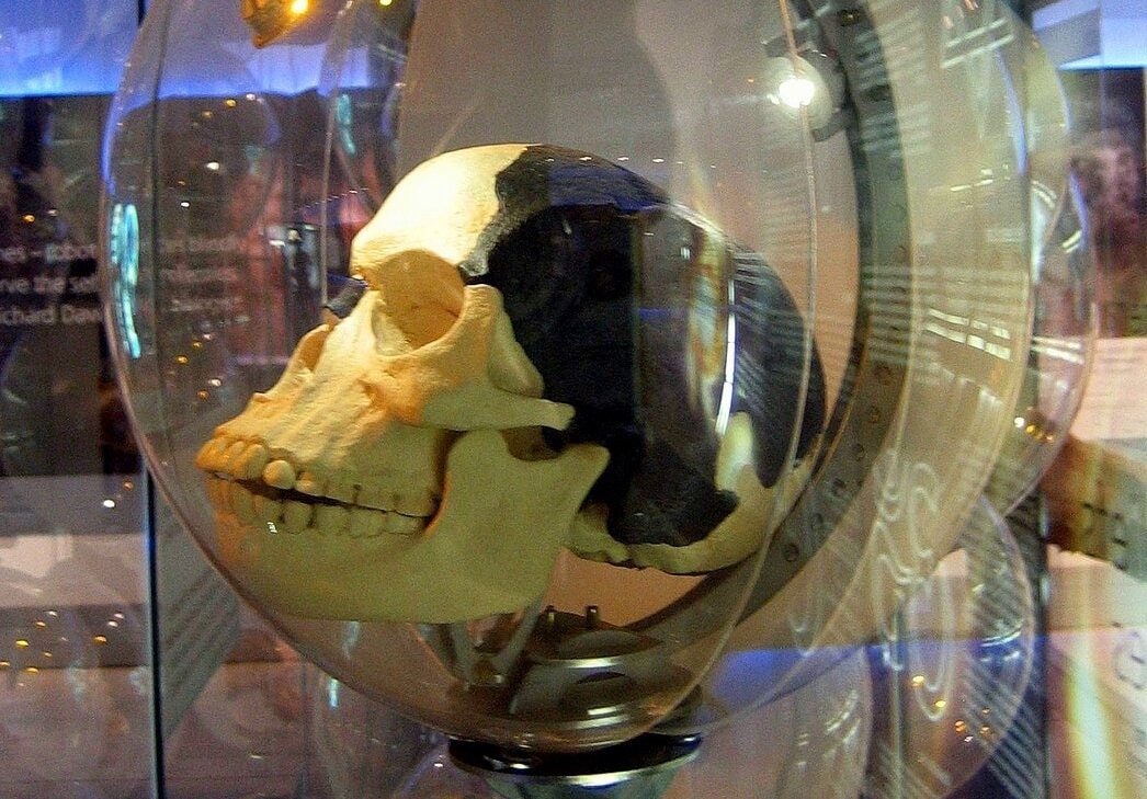 Копия черепа пилтдаунского человека/ © commons.wikimedia.org