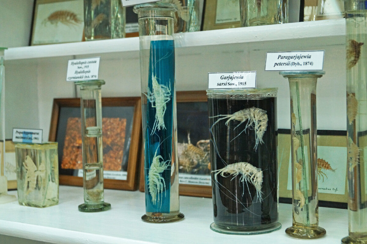 Музей байкальской фауны им. М.М Кожова