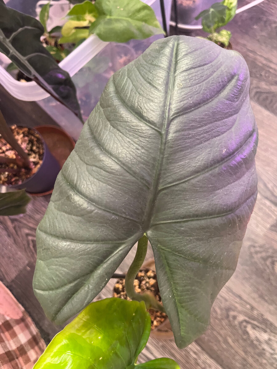 Мое последнее приобретение Алоказия Бисма