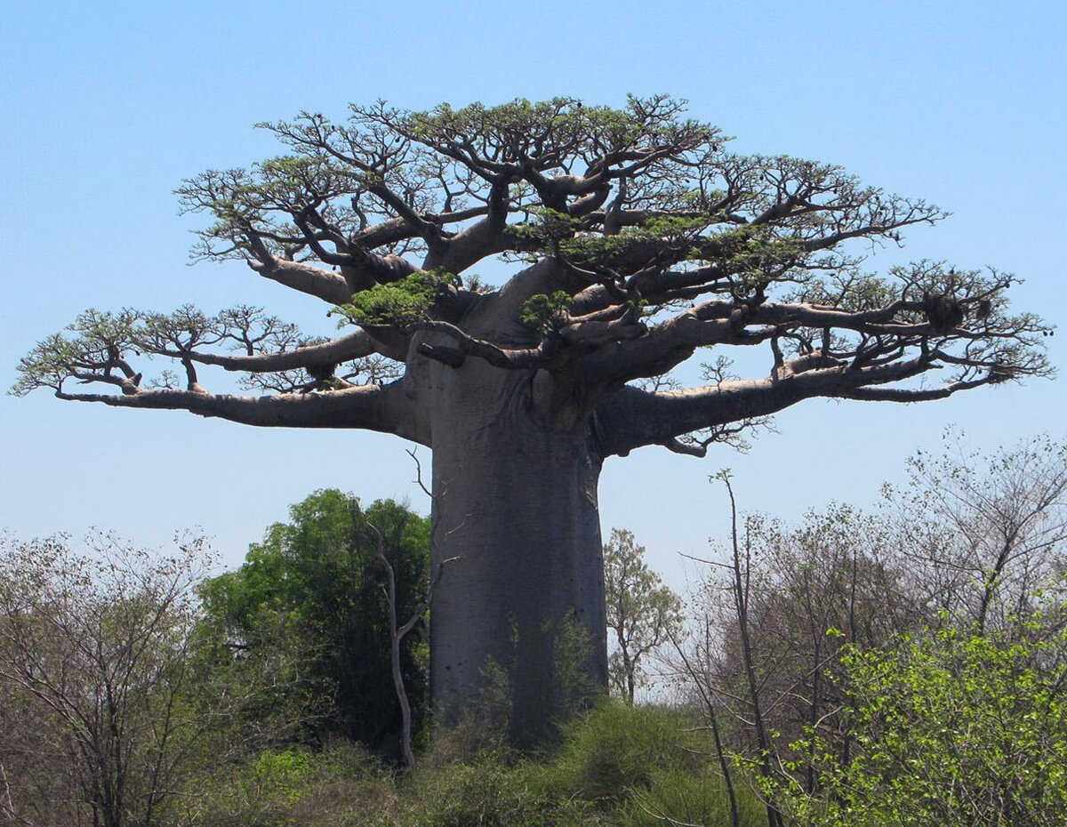Адансония мадагаскарская (Adansonia madagascariensis)