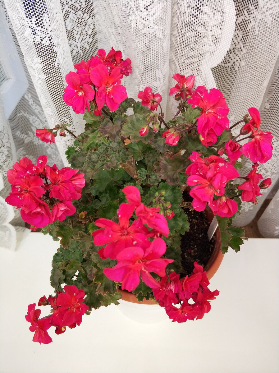 На этом фото хорошо видны размеры листьев и соцветий, но цвет здесь совсем неправильно передан.