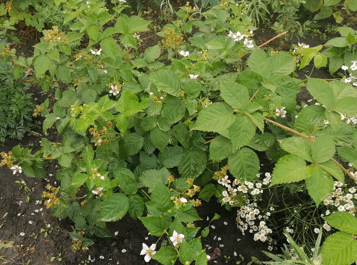 Ежевика цветет и уже завязывает плоды