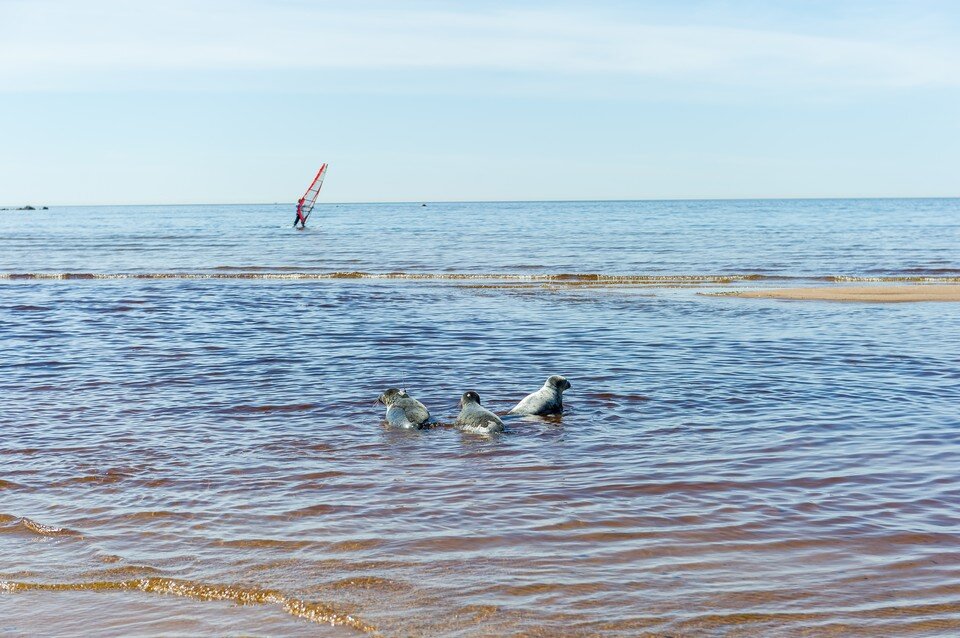 Тюлень балтийский фото