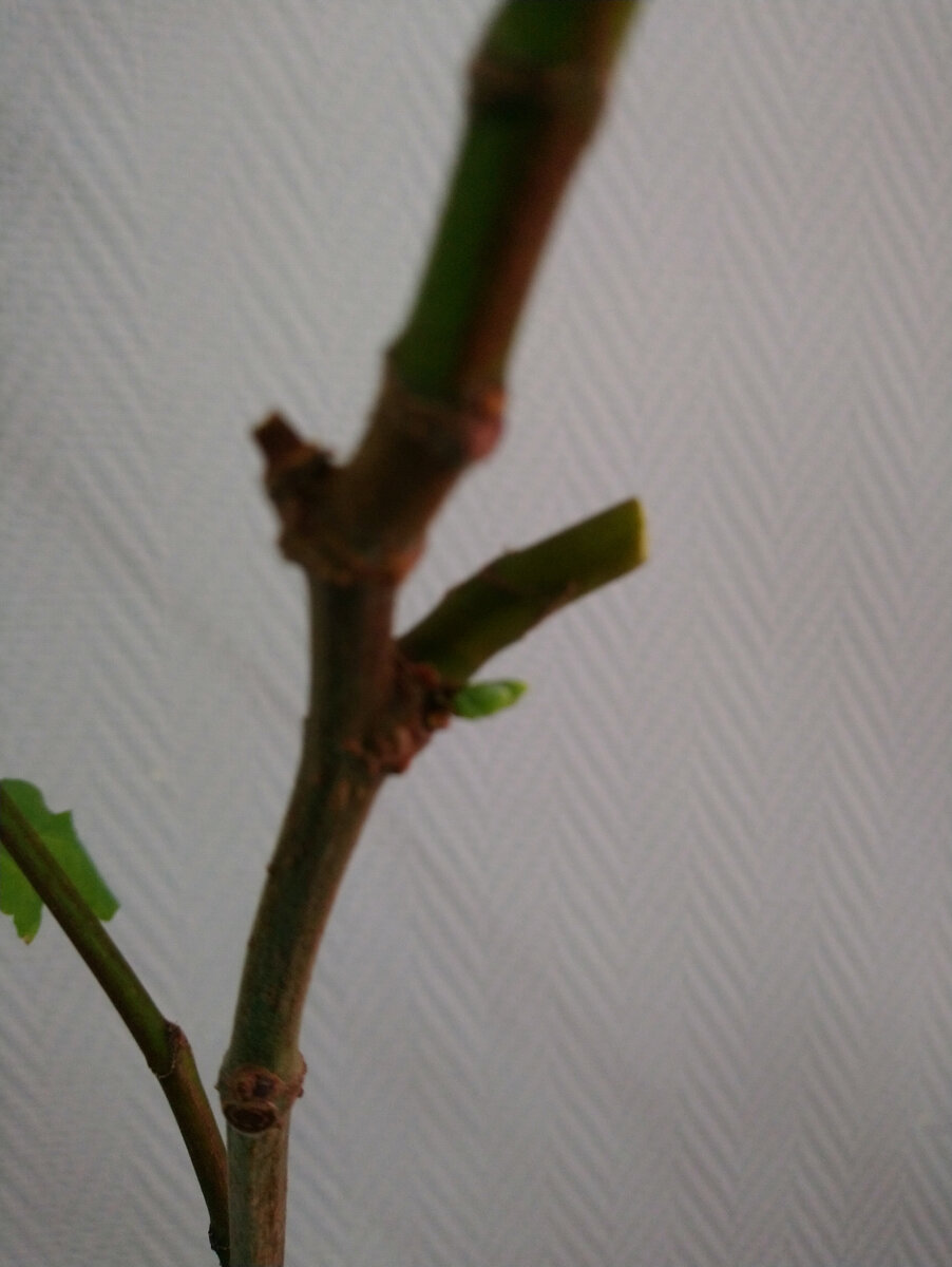 От радости, что почки увидела, фотография не получилась)