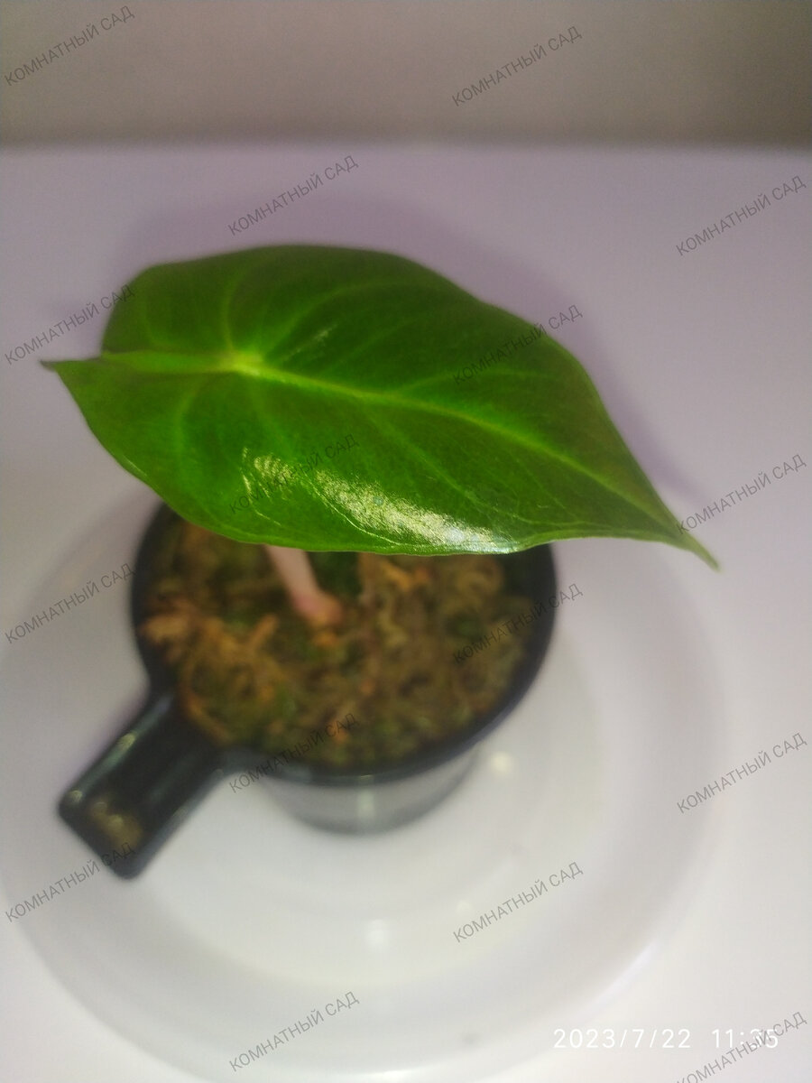 алоказия Пинк Принцесс