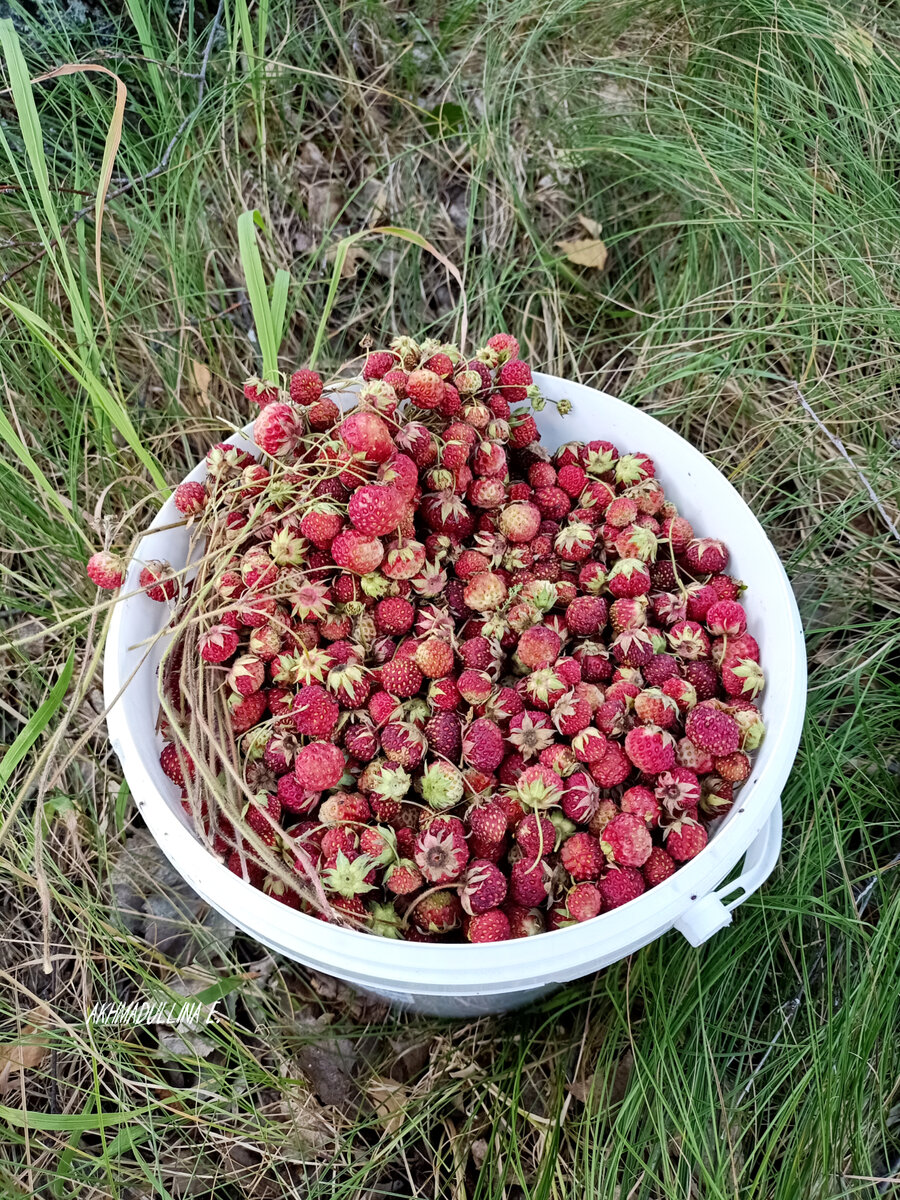 Прошлогодний урожай. Много вёдер клубники набрали. В этом году, к сожалению, её почти нет. Видимо, сгорела в 40-градусную жару.☹️