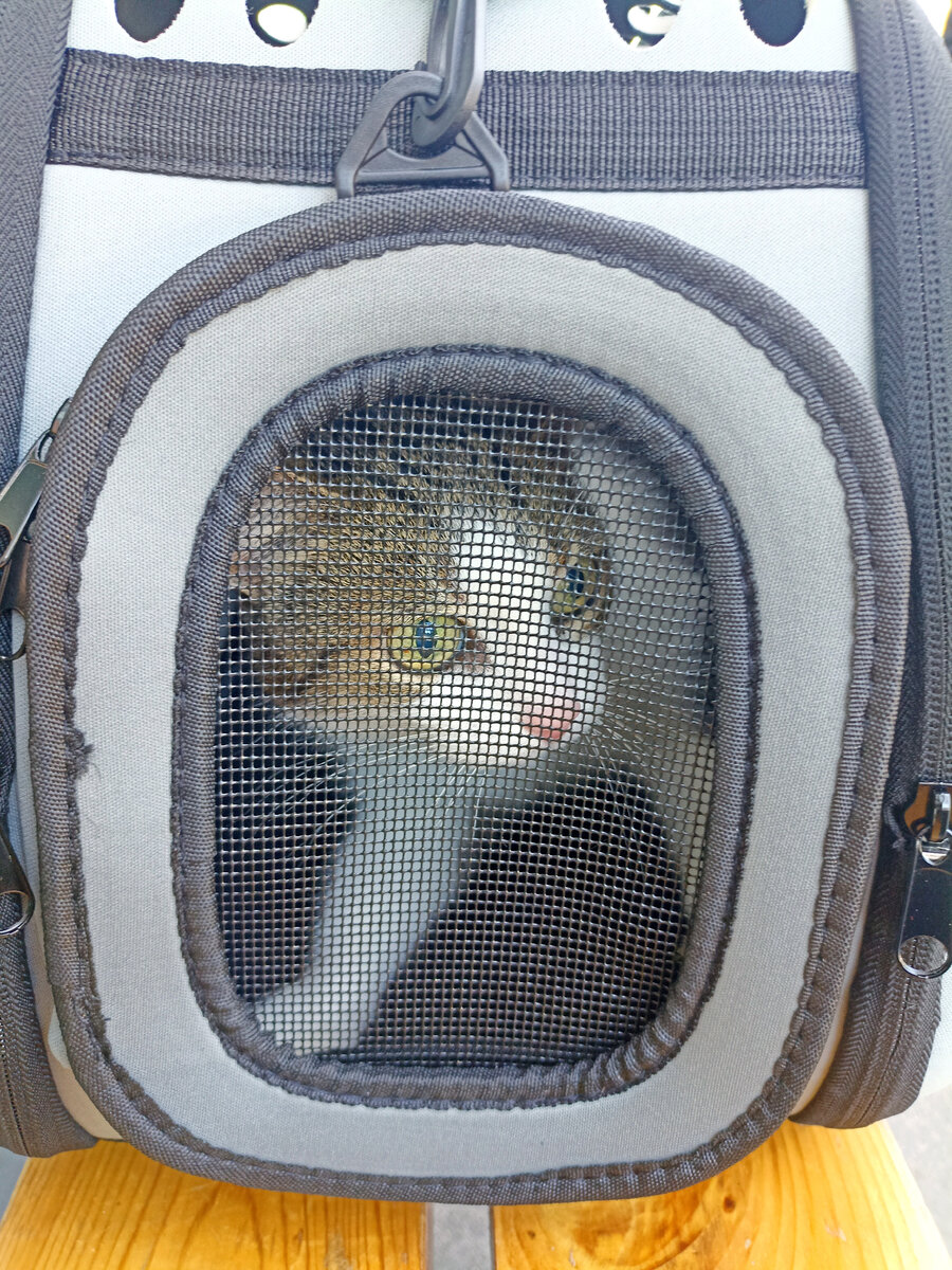 Сидим на остановке, ждём автобус. 😿