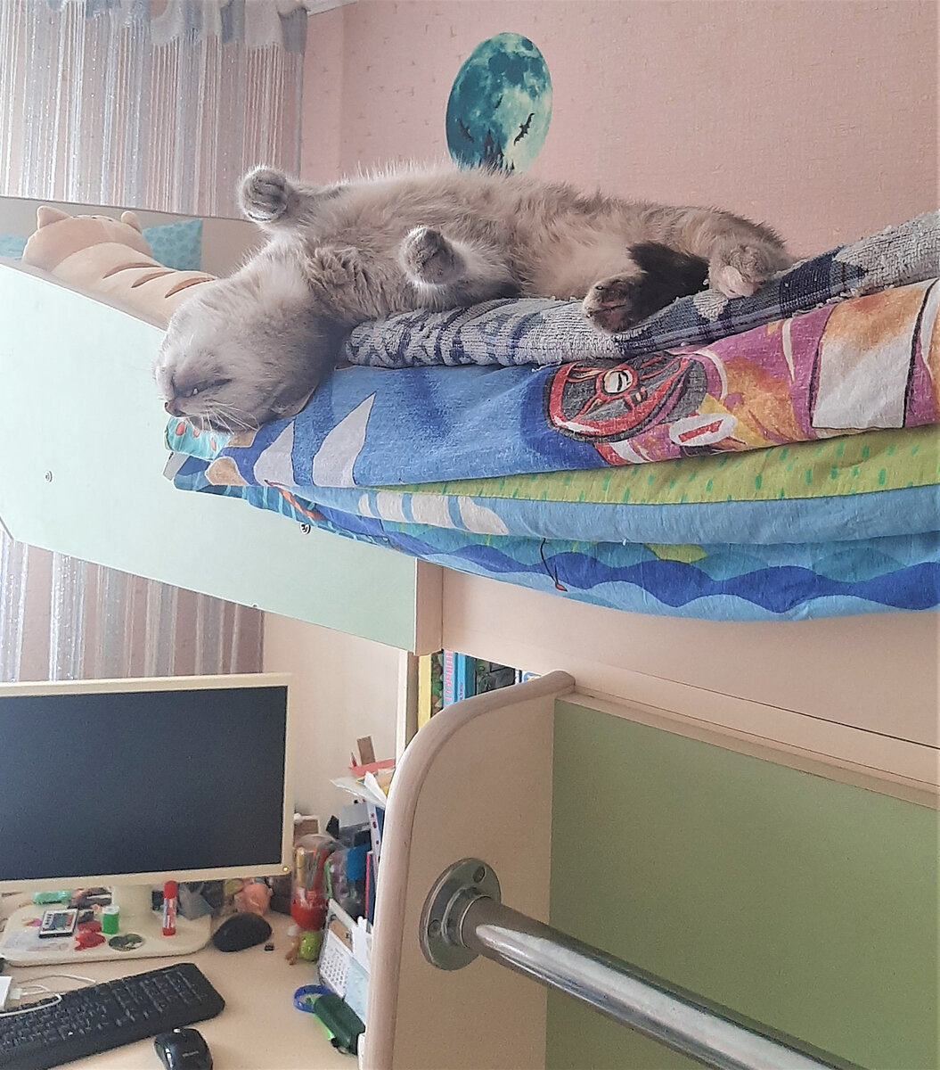 Пока Денис не видит, эта девица нагло занимает спальное место мальчика.