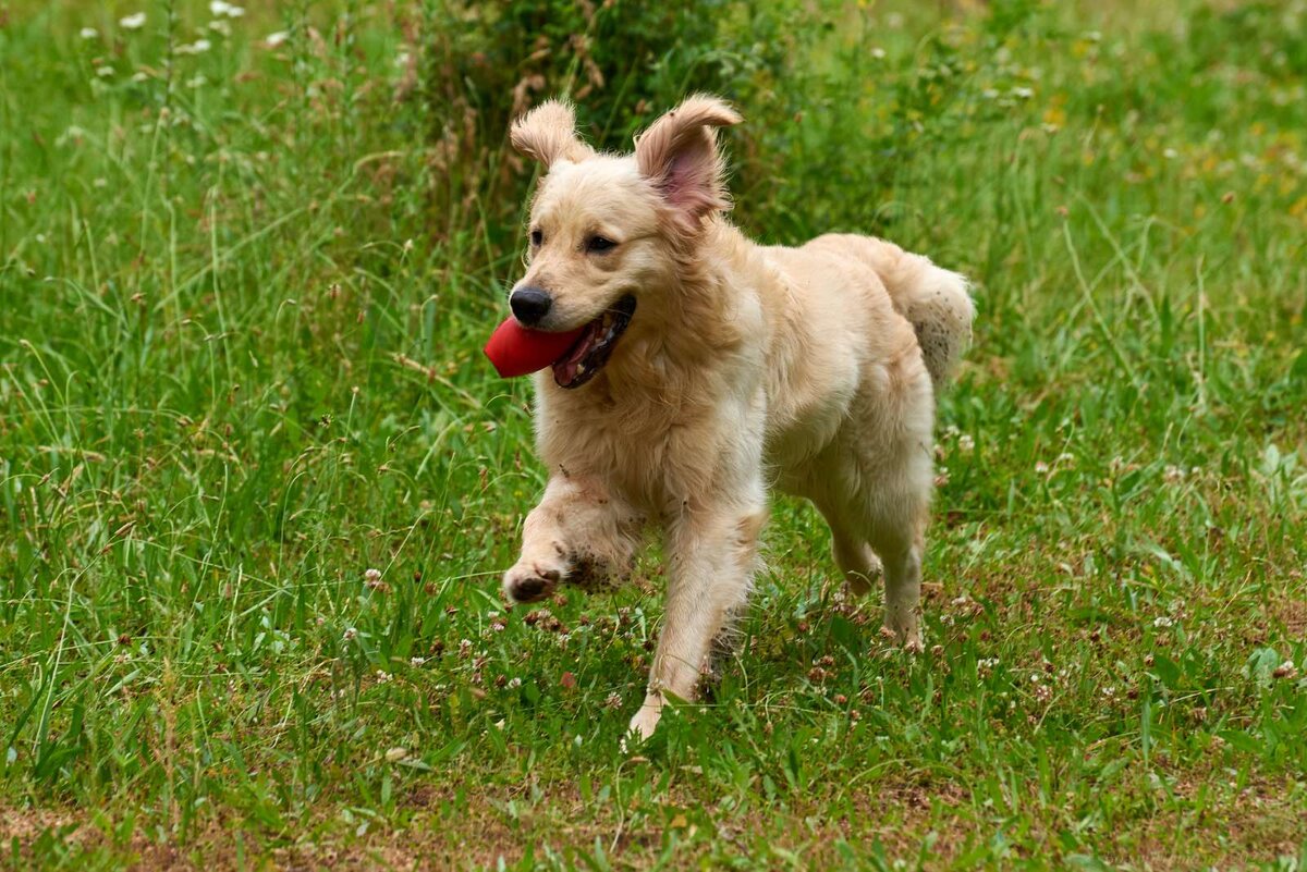 Петруша обожает занятия с аппортировкой