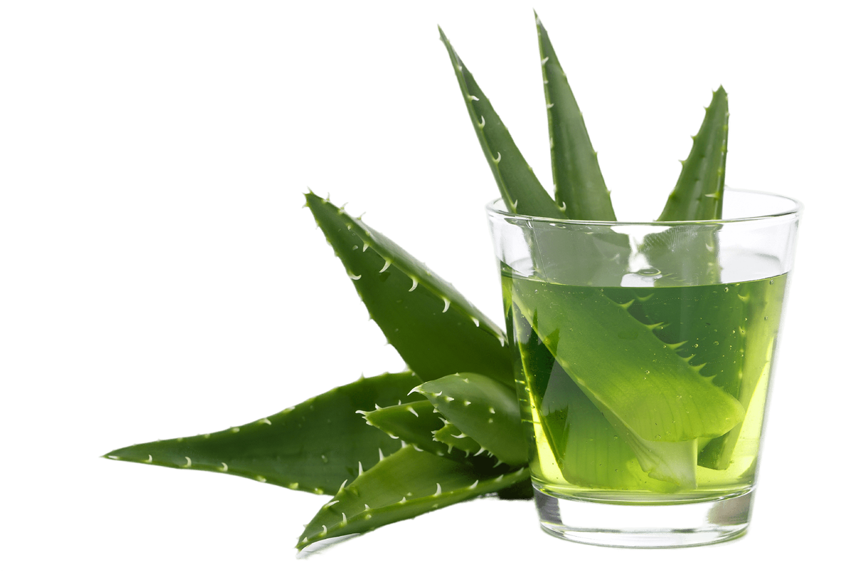 La aloe. Алоэ (Aloe Vera).