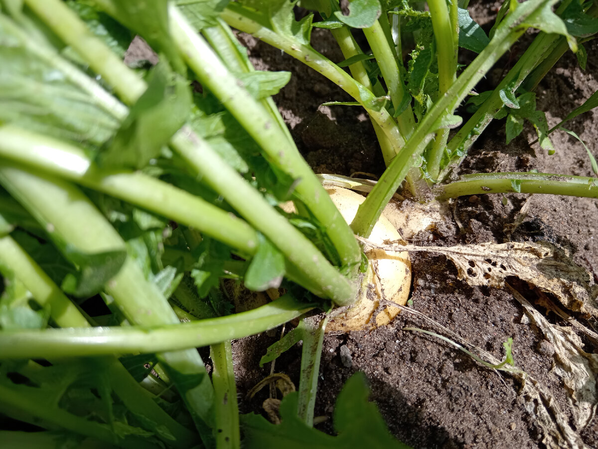 5 секретов выращивания репы на огороде