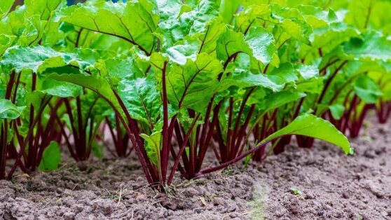    Эксперт объяснила, почему не завязывается свекла и что с этим делать Ксения Пудовкина