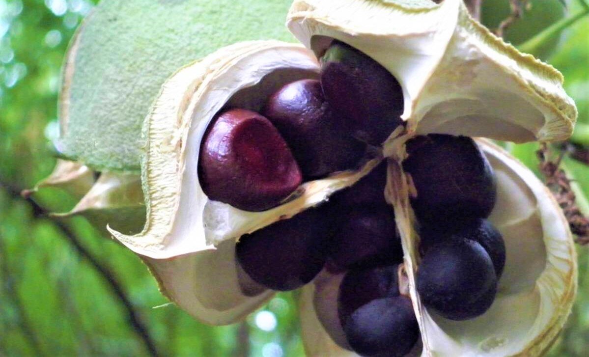 Неповторимой красоты неприхотливый кустарник с деликатесными плодами ...