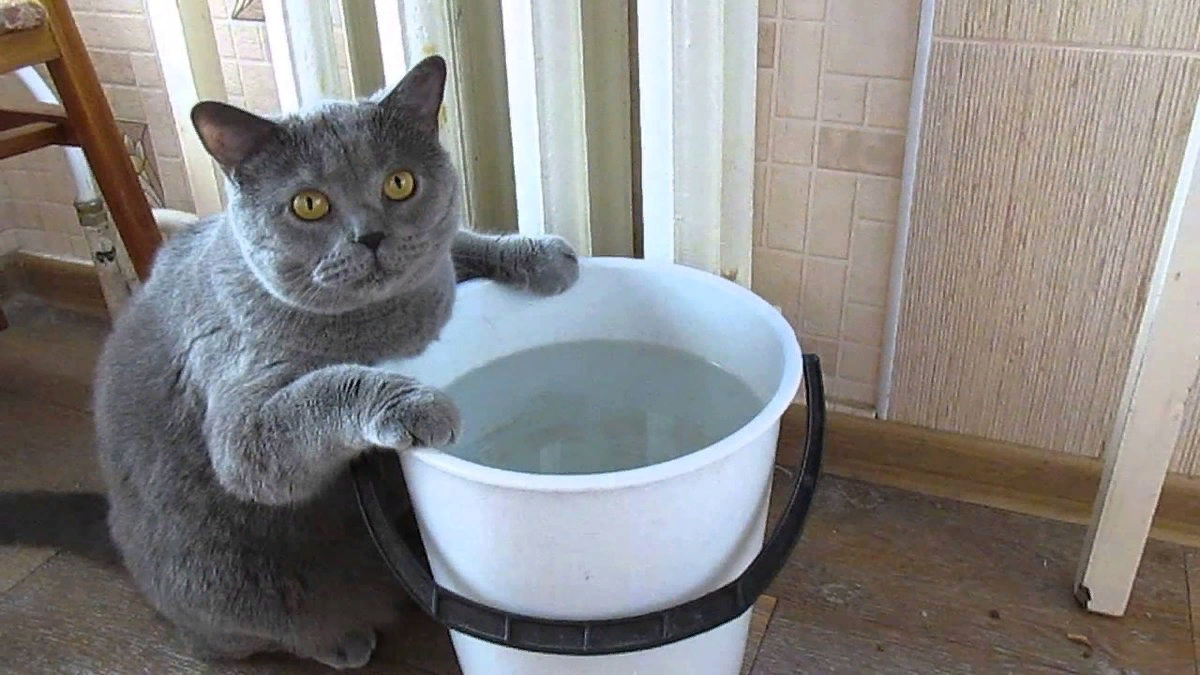 Сделайте запас воды. Кот в ведре. Кот в тазике. Котик в тазике с водой. Кот в ведре с водой.
