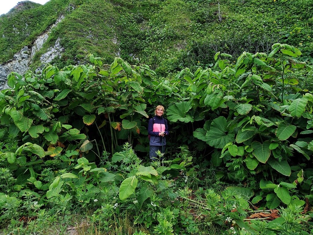 Это не лопух, это белокопытник широкий , родственник мать-и-мачехе.