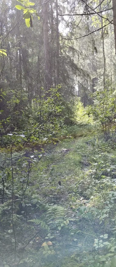 Ураган, его последствия и скучное воскресенье | Мадам из курятника | Дзен