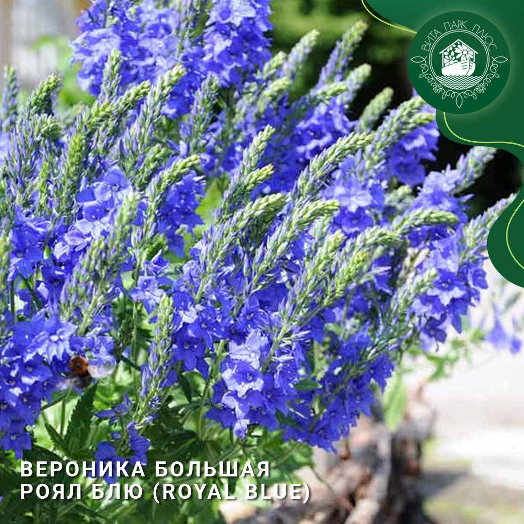 Вероника большая Роял Блю (Royal Blue) - основные характеристики растения | Вита Парк Плюс | Дзен