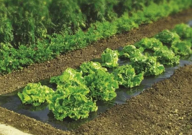 Под "паром" почва отдыхает и не хуже, чем под сидератами. 