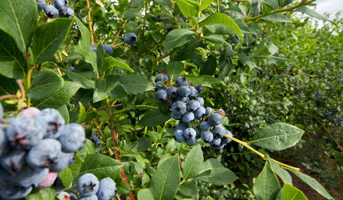 Как сохранить саженец голубики. Blueberry how grow. Купить саженцы голубики в Удмуртии.