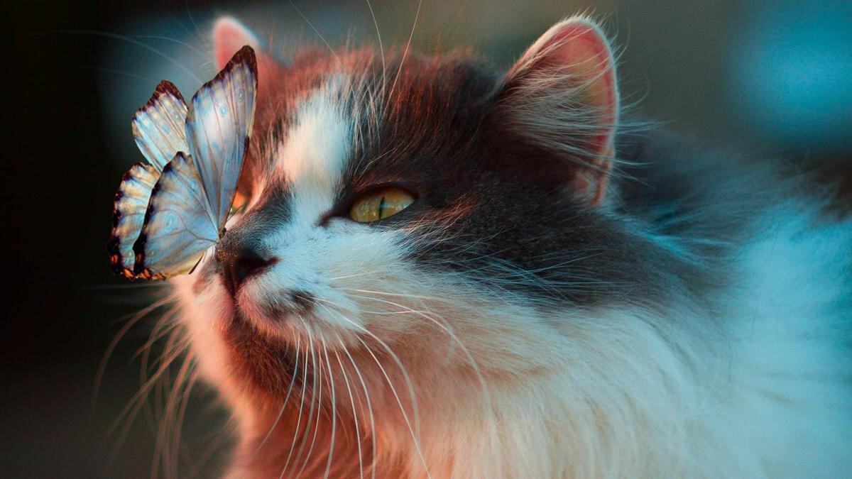   Кот с бабочкой на носу:Unsplash/Karina Vorozheeva