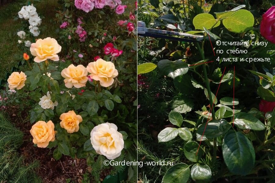Как обрезать розы после цветения в июле-августе: подробно с фото