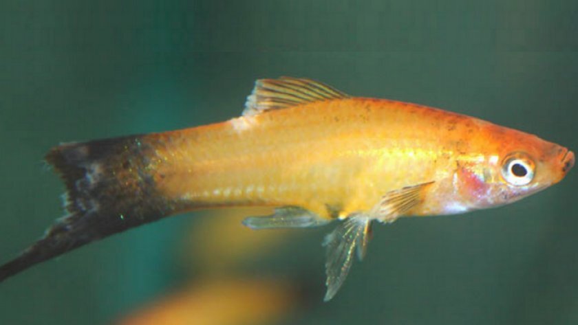 плавниковая гниль у рыбок. плавниковая гниль у аквариумных рыбок. плавниковая гниль у петушка. гниль плавников аквариумных. плавниковая гниль у аквариумных рыбок.