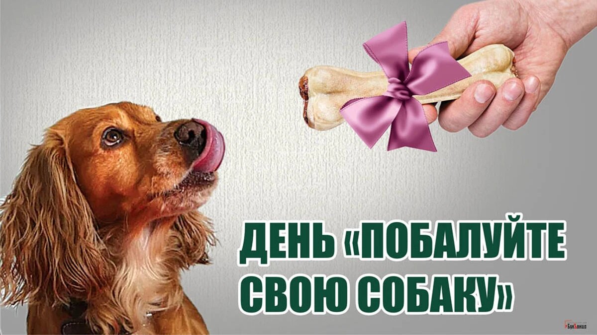 Как правильно воспитывать собаку: 7 простых советов