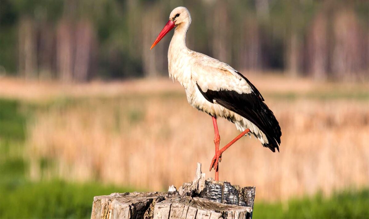 Источник : Яндекс  картинки