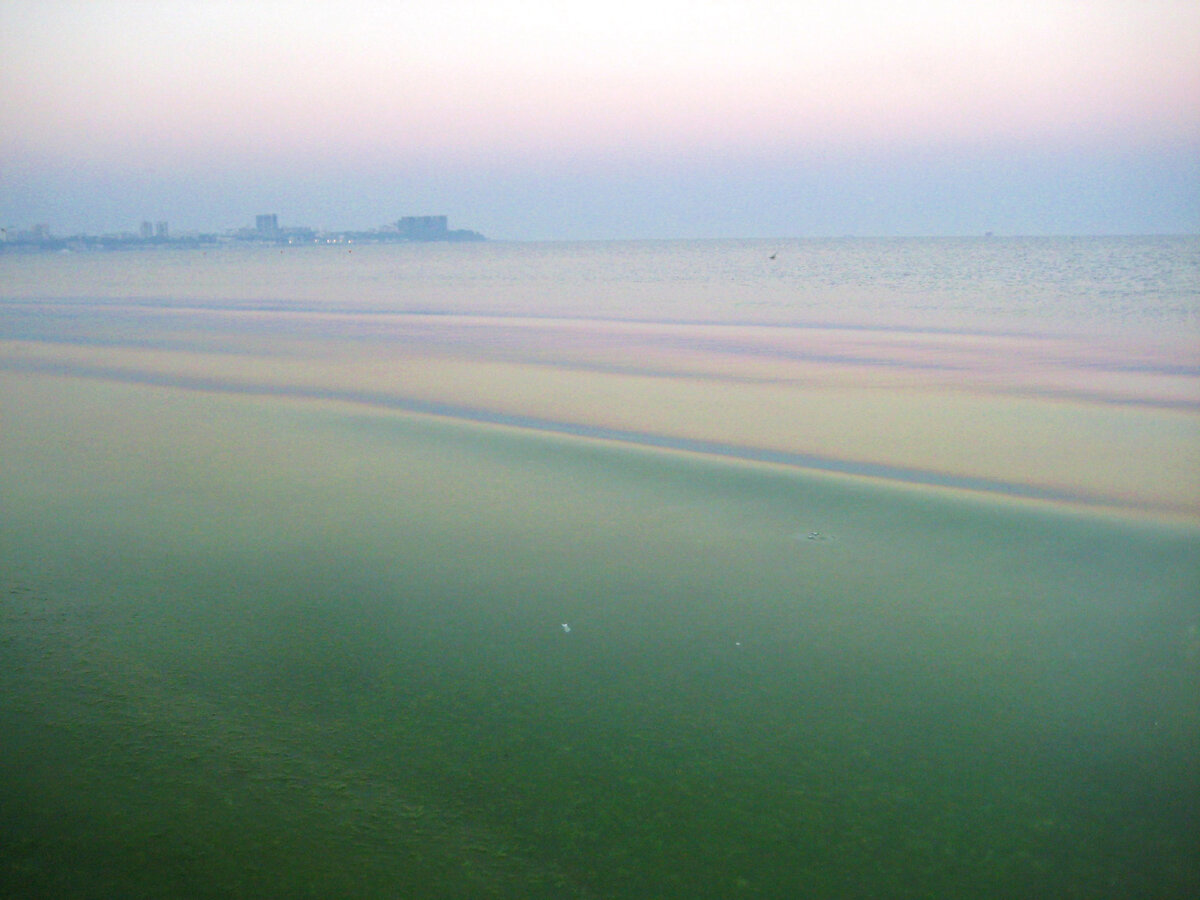 Море на рассвете. Если присмотреться, заметите зелёную кашу - это камка(водоросли)