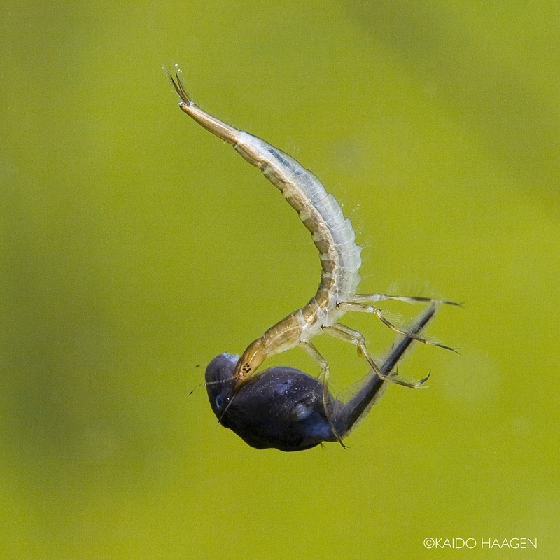 Личинки плавунцов не обладают хорошим зрением, поэтому они атакуют вообще всё. И с их навыками охоты это скорее проблема «всего».