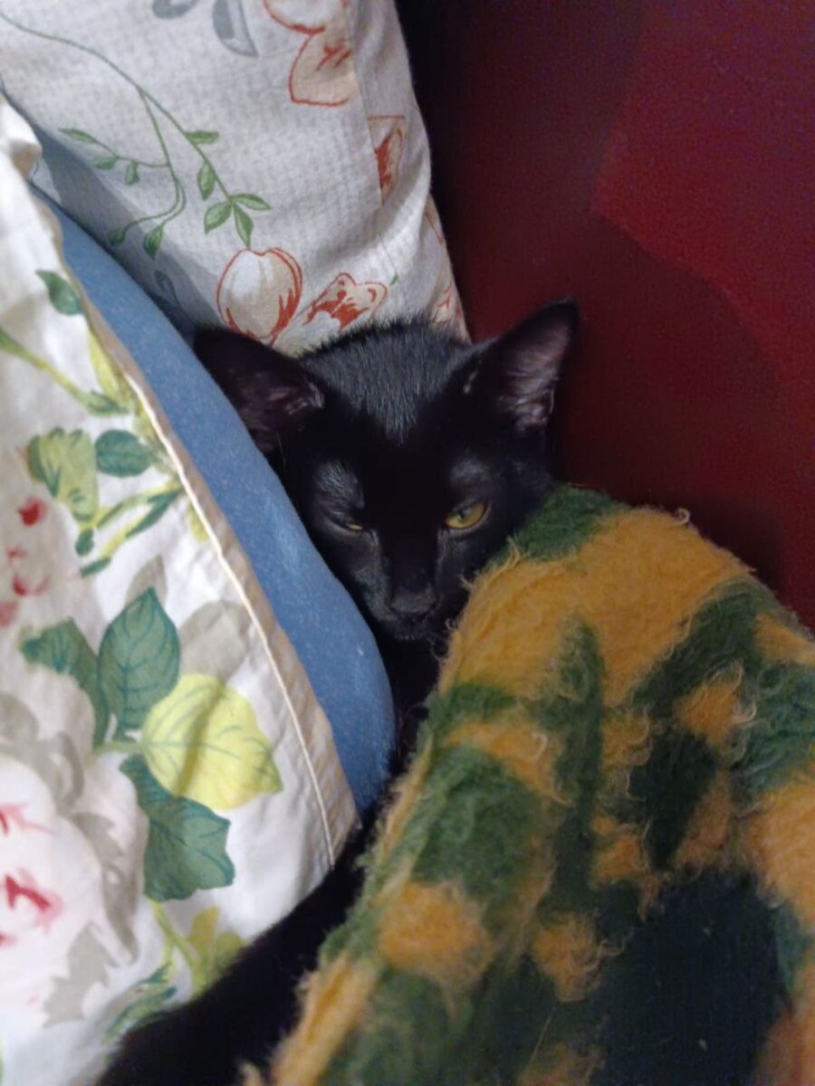 Тимошка под одеялком