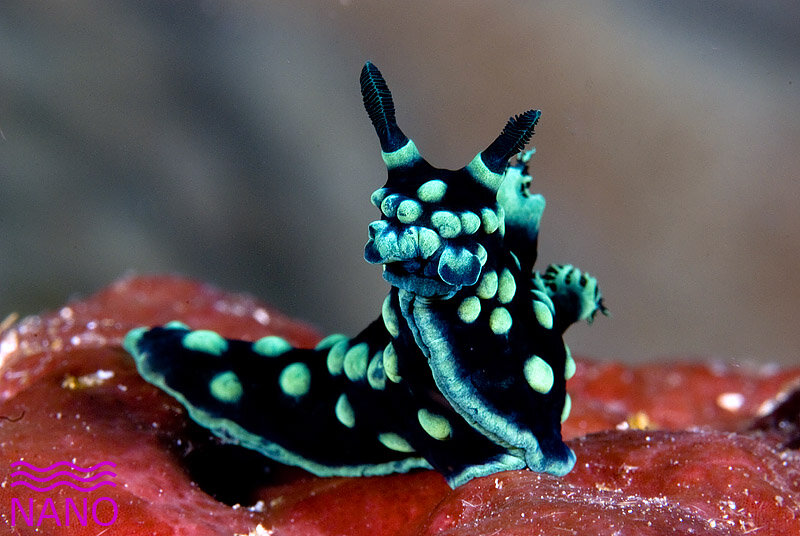 Морской слизень. Nembrotha cristata. Морской СЛИЗНЯК Nembrotha cristata. Голожаберные моллюски морской кролик. Морской кролик СЛИЗЕНЬ.