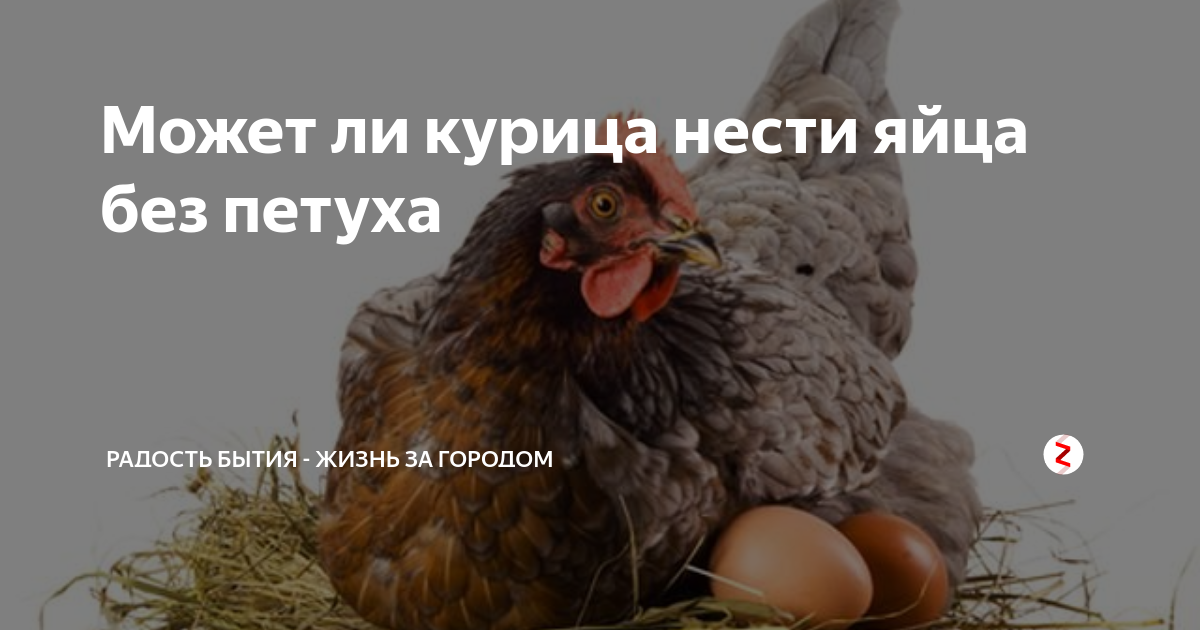 Не могу есть курицу. Курица может нести яйца без петуха. Курица несет яйца без петуха. Несут ли куры яйца без петуха.