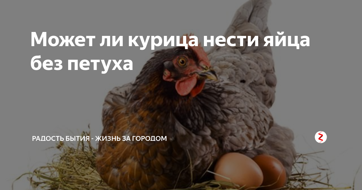 Курица ли яйцо. Курица может нести яйца без петуха. Курица несет яйца без петуха. Могут ли куры нести яйца без петуха. Куры несут яйца без петуха.