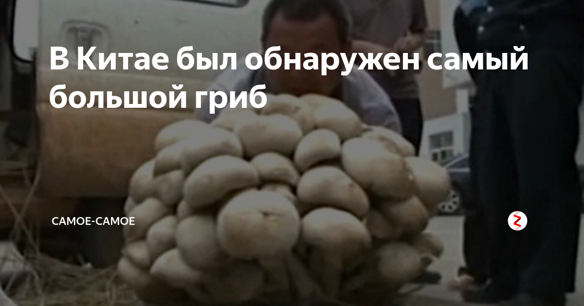 В Китае был обнаружен самый большой гриб | Самое-Самое | Дзен