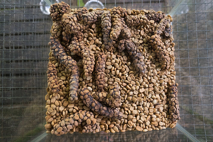 Так выглядят какашки мусанга. Выставочный экземпляр.