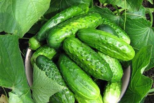 Способ выращивания огурцов