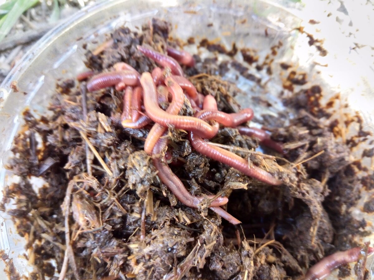 фото земляного червя