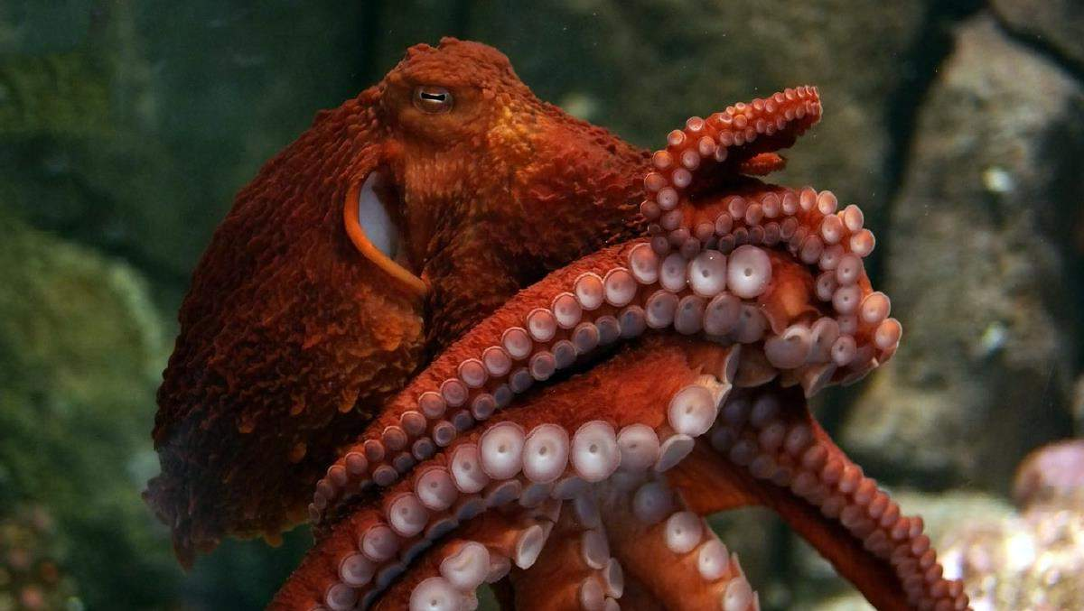 Красный осьминог. Осьминог Дофлейна. Тихоокеанский осьминог Enteroctopus dofleini. Осьминог Дофлейна гигантский. Гигантский осьминог (Enteroctopus dofleini).