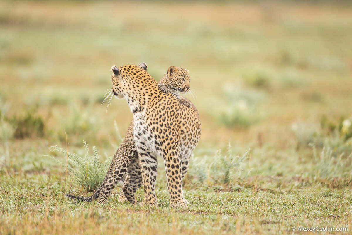 Wildlife c. Леопардик. Мой Леопардик. Леопардики заставка на рабочий стол. Поло леопард.