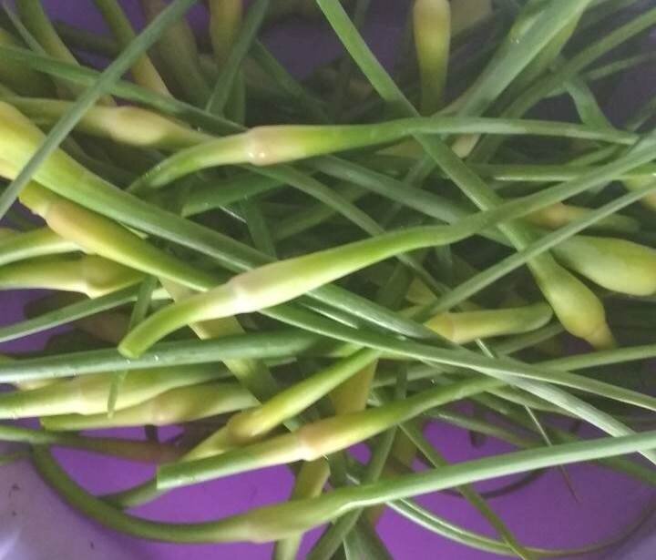 полив чеснока. зеленые стрелки чеснока. настой чеснока от вредителей. стрелки чеснока. чесночный настой от вредителей.