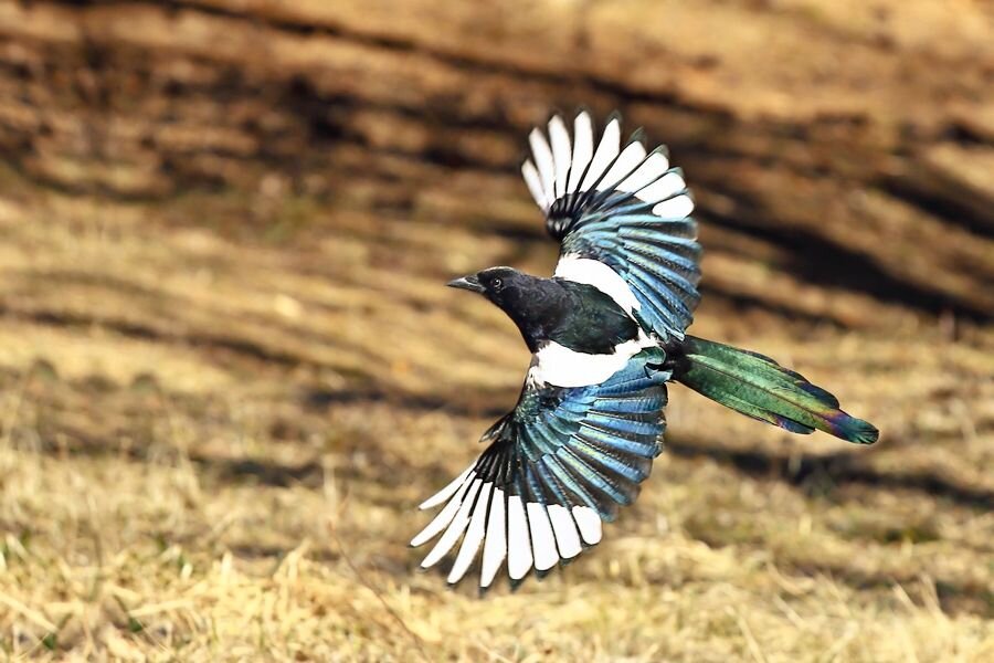 Летит обчищать твой сейф