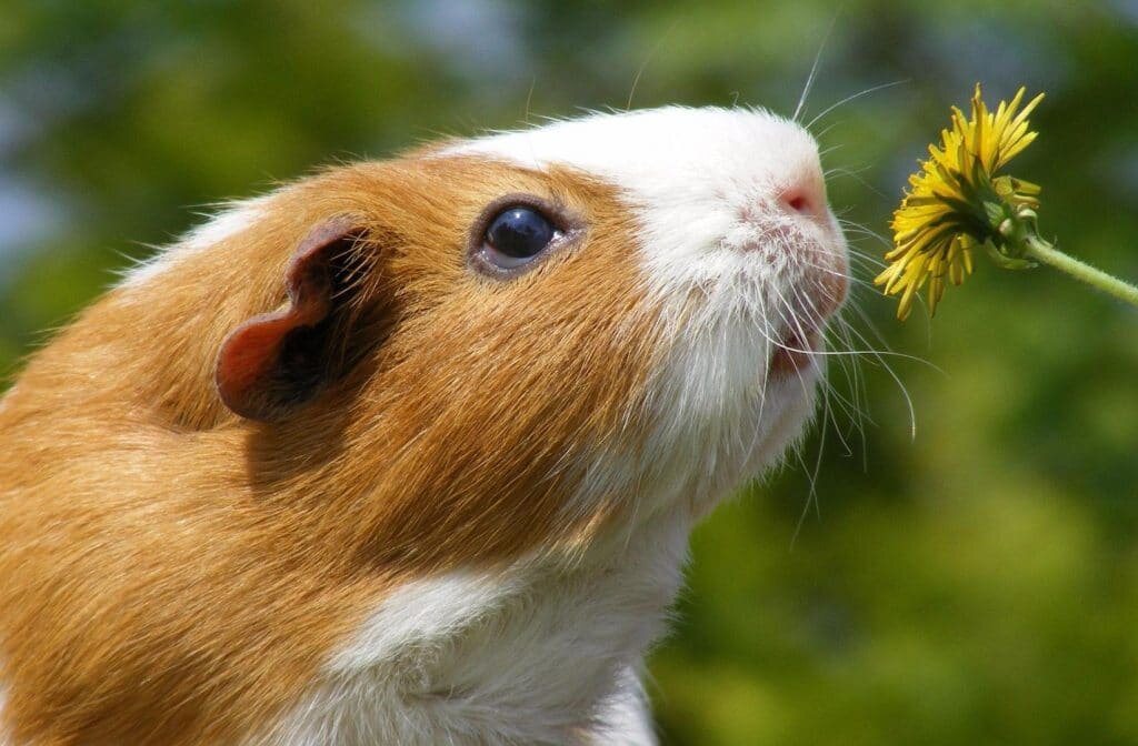 Морская свинка