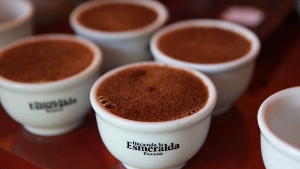 каппинг Panama Geisha coffee плантация Hacienda La Esmeralda. Источник: www.scmp.com